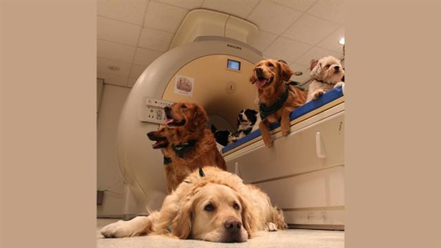 생물학자들이 개들이 얼굴을 봤을 때 활성화되는 뇌 부위를 파악하기 위해 기능성 자기공명영상(fMRI)을 촬영했다. 그 결과 개와 사람이 같은 사물을 보더라도 뇌에서 인식하는 것은 다르다는 사실이 밝혀졌다. 헝가리 외트뵈시로란드대 생물학연구소 제공