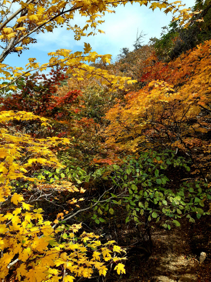 지난달 하순 대청봉을 중심으로 시작된 설악산 단풍이 절정기를 향해 가고 있는 가운데 설악산 계곡이 아름다운 단풍으로 물들고 있다. 사진은 추석 연휴가 끝난 지난 5일 촬영한 설악산 단풍 모습이다. 2020.10.8  연합뉴스