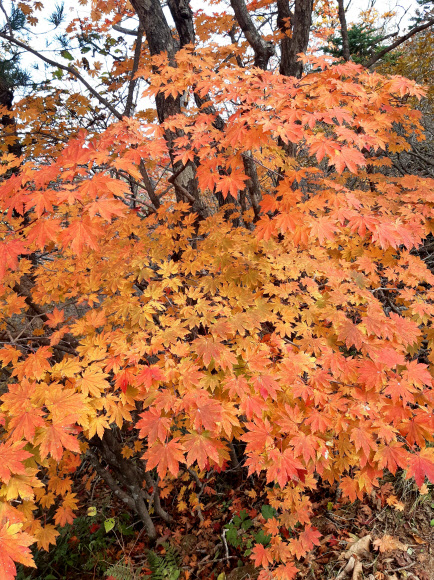 지난달 하순 대청봉을 중심으로 시작된 설악산 단풍이 절정기를 향해 가고 있는 가운데 설악산 계곡이 아름다운 단풍으로 물들고 있다. 사진은 추석 연휴가 끝난 지난 5일 촬영한 설악산 단풍 모습이다. 2020.10.8  연합뉴스