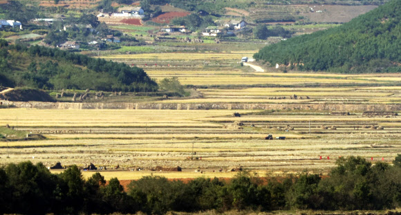 북한 당 창건 75주년 기념일을 이틀 앞둔 8일 오후 파주 오두산통일전망대에서 바라본 북한 황해북도 개풍군 일대에서 북한 주민들이 추수하고 있다. 2020.10.8  연합뉴스