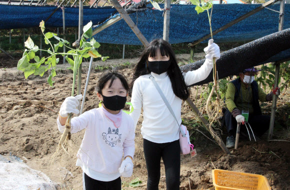 “저희가 인삼 캤어요”