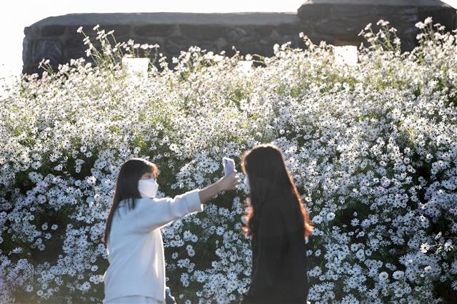 가을 구절초를 배경으로