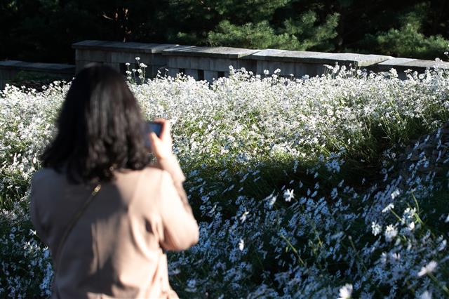 ‘가을 구절초에 마음을 뺏기다’