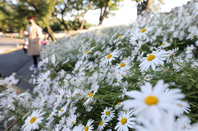 가을 알리는 구절초
