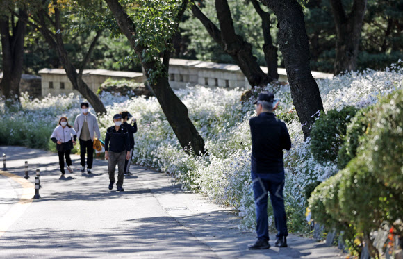 구절초의 계절, 가을