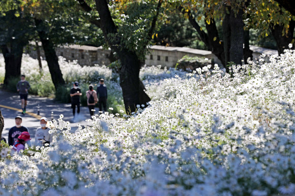 구절초의 계절, 가을