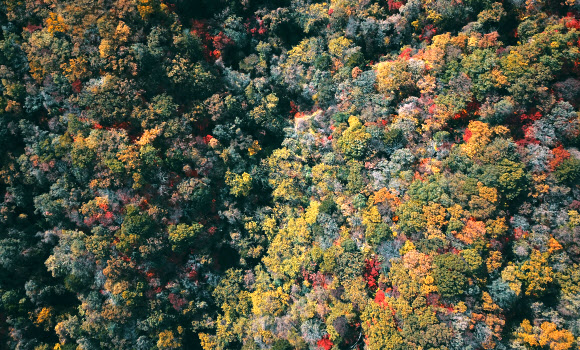 월정사 주변 물들이는 단풍