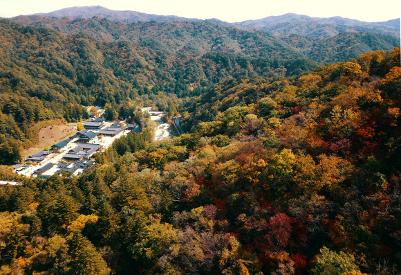 월정사 주변 물들이는 단풍