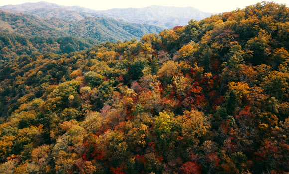 월정사 주변 물들이는 단풍
