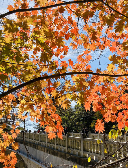 붉게 물든 월정사 단풍