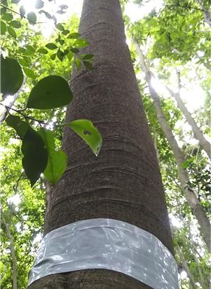국립산림과학원이 상록성 참나무류 우량개체 선발 기법을 개발했다. 전남 진도에서 이뤄진 현장조사에서 우량개체로 선정된 참가시나무. 국립산림과학원 제공