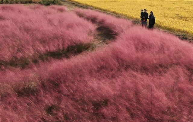 ‘일렁이는 가을빛’