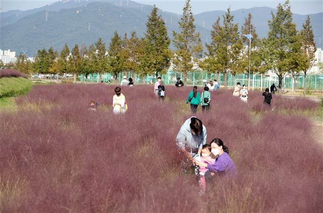 핑크뮬리 찾은 시민들