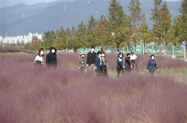 핑크뮬리 보며 가을 느껴요