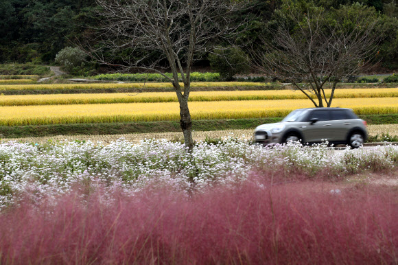 ‘100리 꽃길’에 핀 구절초와 핑크뮬리