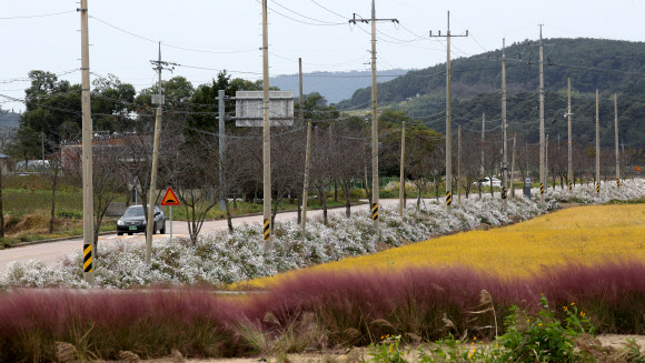 ‘100리 꽃길’에 핀 구절초와 핑크뮬리