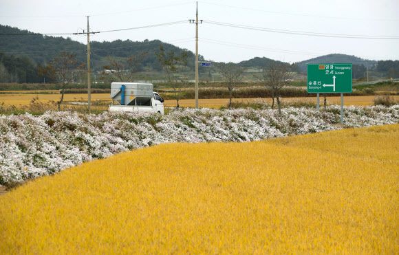 황금 들녘과 들국화