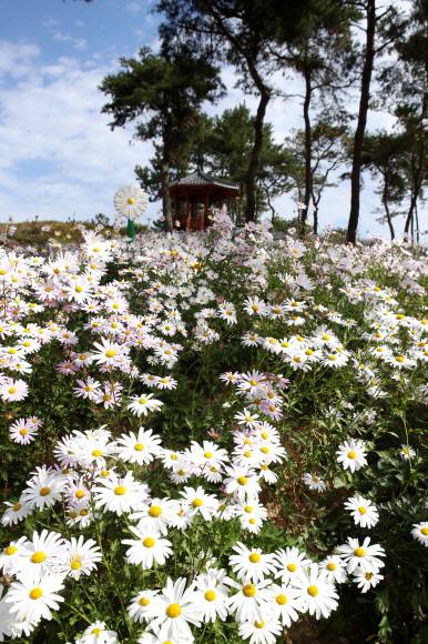‘꽃동산에 구절초 만개’ 영광 군서면