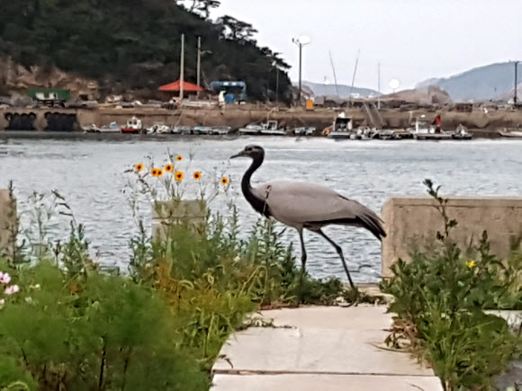 국내 5번 도래한 희귀조류 ‘쇠재두루미’