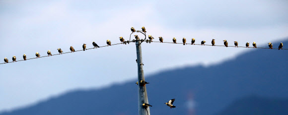 붉은부리찌르레기의 거리두기