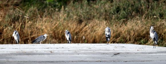 왜가리 거리두기