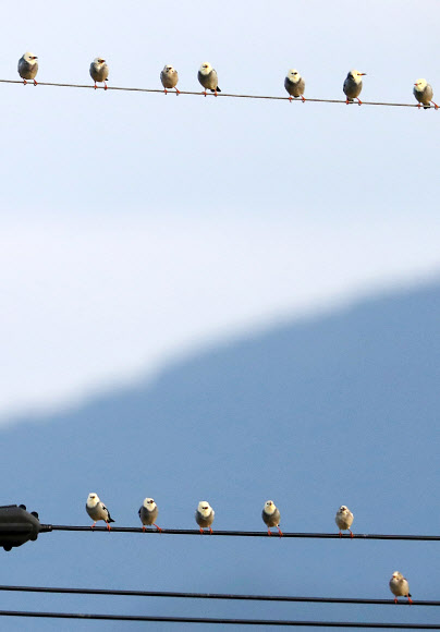 새들의 거리두기