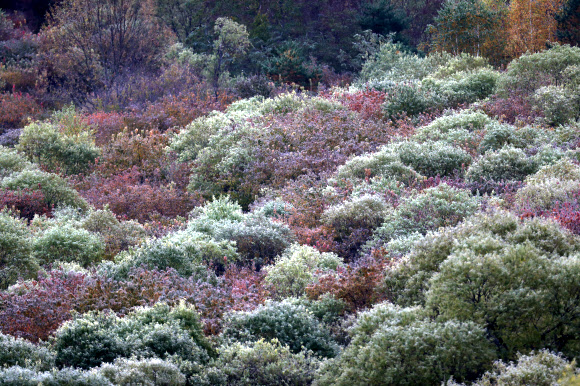 가을 위로 내려앉은 서리