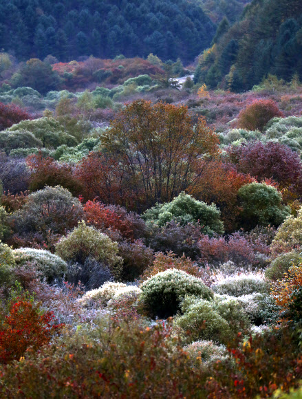 비밀의 정원에 내려앉은 서리