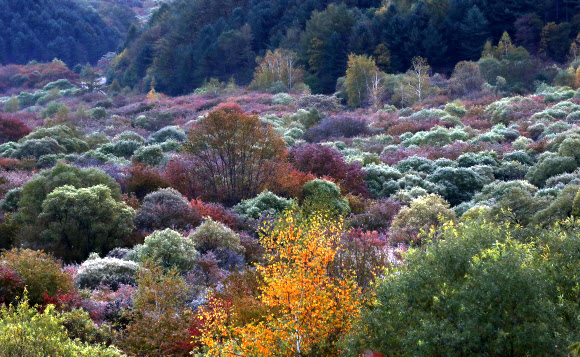 가을 위로 내려앉은 서리