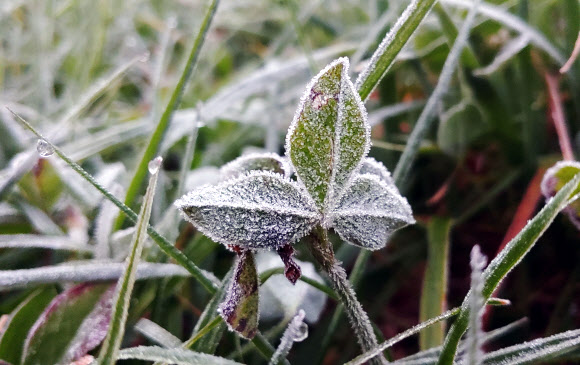 올가을 최저 기온...서리 내린 대관령