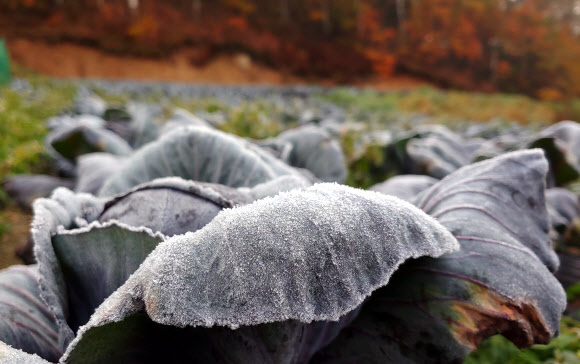 대관령 농작물에 내린 서리