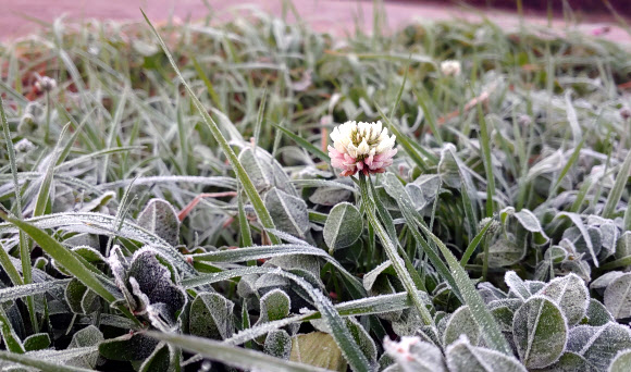 영하권으로 떨어진 대관령에 서리