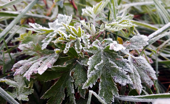 올가을 최저 기온...서리 내린 대관령