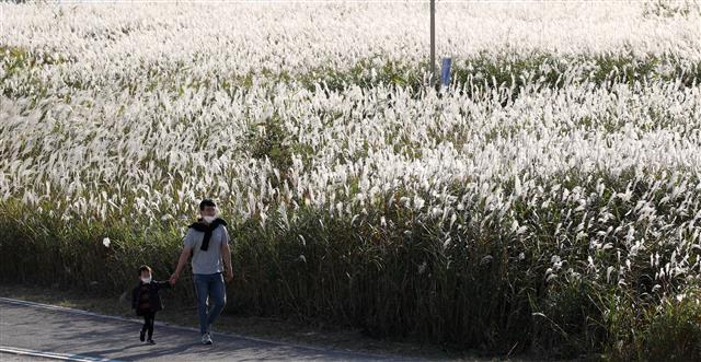 ‘아빠와 억새 구경’