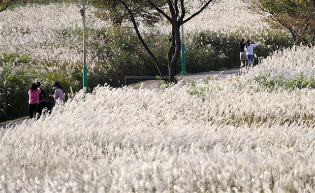 가을 억새 감상하는 시민들