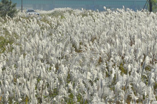 가을 햇살 반기는 억새