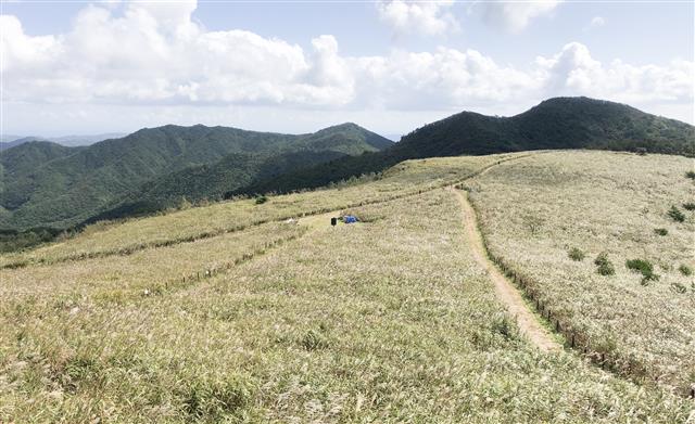 경주 무장산 억새 물결