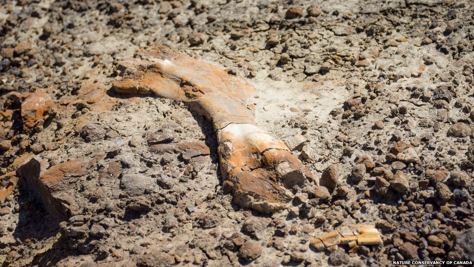 네이선 부자가 캐나다 알버타주 황무지에서 찾아낸 서너 살 먹은 하드로사우르의 넙적다리 끝쪽 뼈. 캐나다 환경보존협회 제공 영국 BBC 홈페이지 캡처