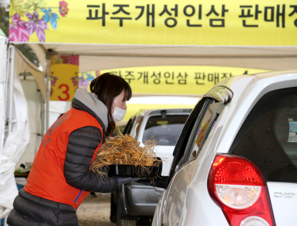 ‘파주개성인삼 드세요’