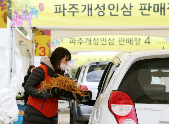 파주개성인삼 드라이브스루 판매