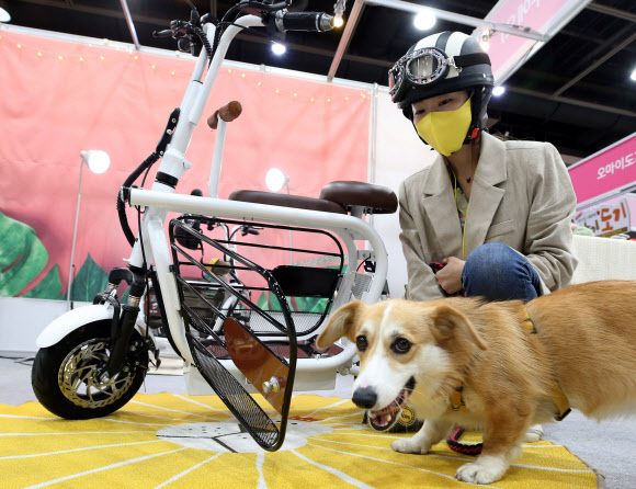 ‘강아지와 함께 스쿠터를’