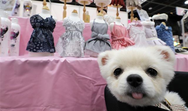 다양한 애완동물 용품을 볼 수 있는 ‘코리아펫쇼’