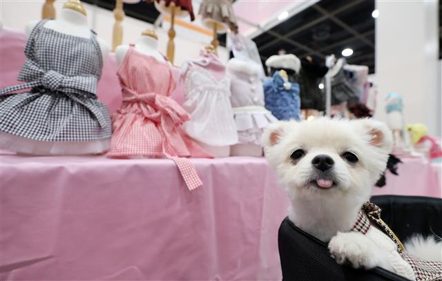 강아지옷 보러 오세요!