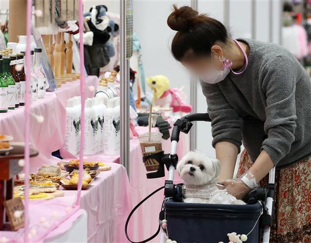 반려동물 동반하고 관람하는 시민들