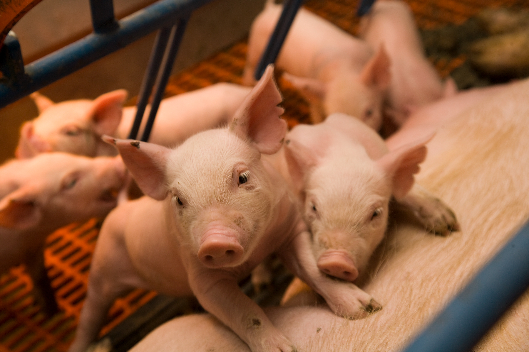 사망률 90%의 돼지 코로나바이러스도 사람에게 전염된다고?