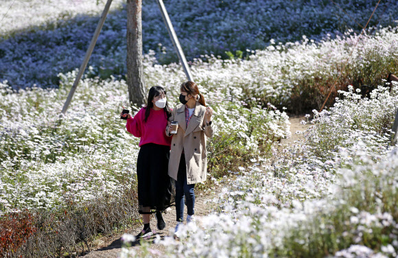 ‘활짝 핀 구절초 사이에서’