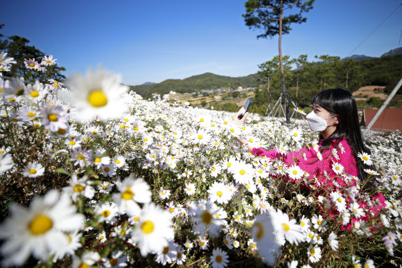 ‘활짝 핀 구절초 사이에서’