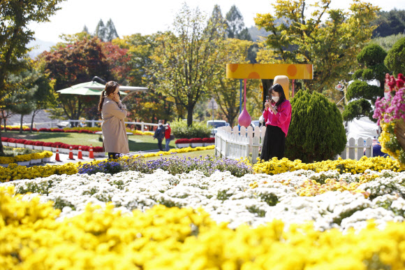 임실 치즈테마파크에 활짝 핀 국화꽃
