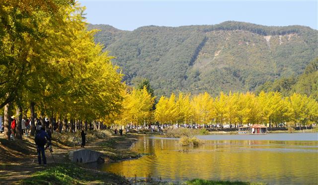 ‘황금빛’으로 물든 충북 괴산 문광 은행나무 가로수 길