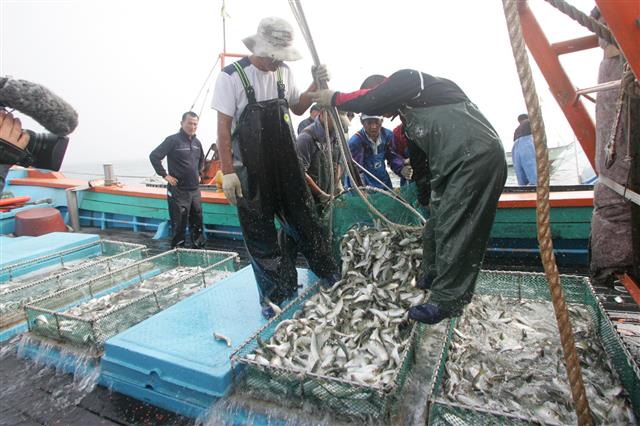 충남 서천군 홍원항 전어잡이 어민들이 그물로 갓 잡은 전어를 배 위에 풀어놓고 있다. <br>서천군 제공